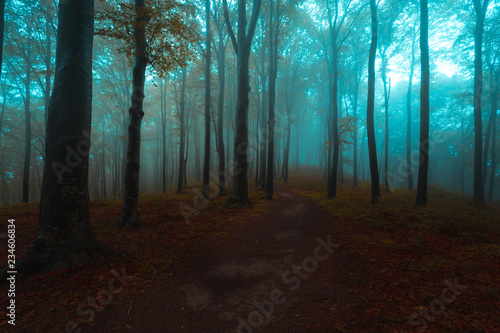 Trail in foggy forest