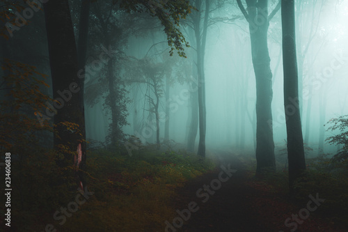 Dreamy light in foggy forest