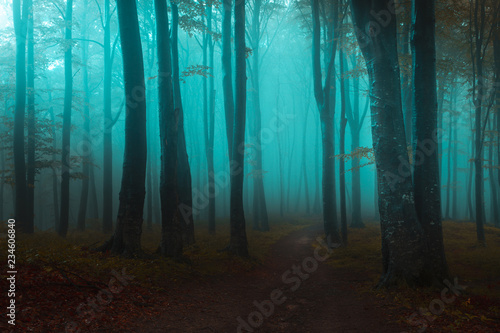 Fairy tale light in foggy f...
