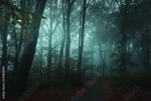 Fairy tale trail in foggy f...