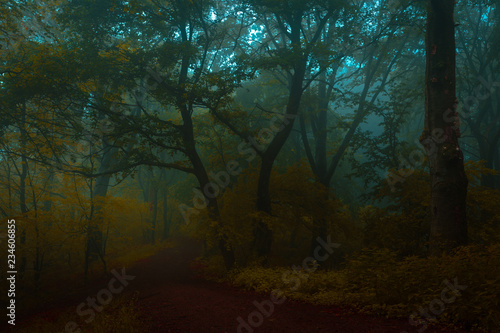Fairy tale trail in foggy f...