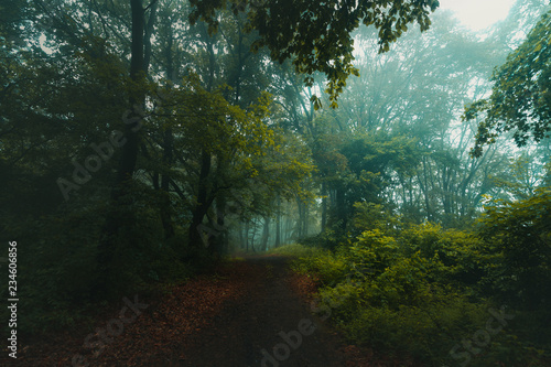 Fairy tale trail in foggy f...