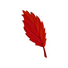 Bright Red Autumn Alder Leaf Vector Illustration On A White Background