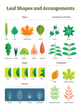 Leaf Shapes Complex Vector Illustration. Biological Characteristic Division
