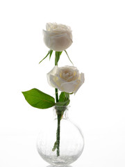 Canvas Print - White roses in a glass vase on white background