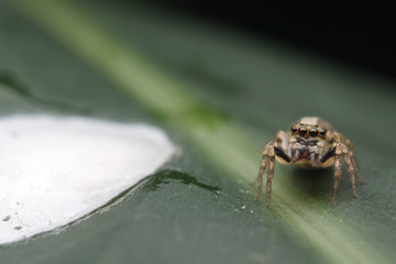 spiders keep the nest