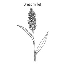 Great Millet Sorghum Bicolor , Or Durra, Jowari, Milo, Cereal Crop
