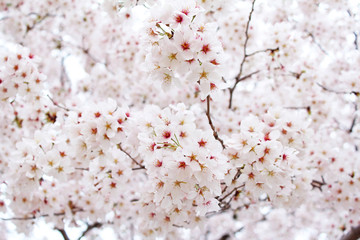  桜の花　ソメイヨシノ