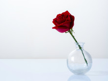 Single Red Rose In A Glass Vase On White