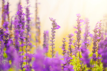  field of purple lavender flowers