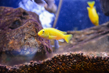 Wall Mural - Beautiful fish in the aquarium. Underwater on blue background.