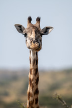 Close-up Of Masai Giraffe Head And Neck