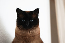 Watchful Siamese Cat With Narrowed Eyes And Menacing Look