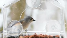 Slow Motion Of Two Titmouse Birds, Titmice, Perched On Plastic Window Feeder Perch, Fighting, Showing Aggression, Flying Away, House Finch, Snow, Snowing, Winter Snowstorm, Virginia