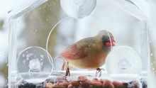 Slow Motion Of Red Female Northern Cardinal Bird Perched On Window Plastic Feeder Perch, Eating, Holding Sunflower Seeds In Beak, Turning Back, Tail, Snow, Snowing, Winter Snowstorm, Virginia