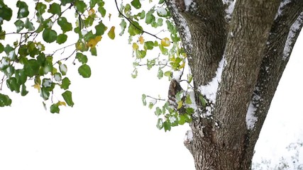 Wall Mural - Closeup of green cherry tree leaves trunk during early winter snowflakes falling in Virginia autumn blizzard snowstorm, white background