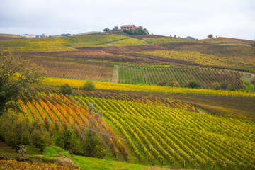  Wzgórza winnicy w jesieni w Podgórskim, Włochy.