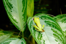 Red Eye Tree Frog Perched On A Leaf In The Jungle Of Costa Rica