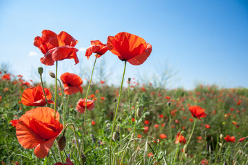 beautiful field with red poppies flowers in spring in May. selective focus