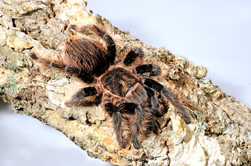 Sticker - Kraushaar-Vogelspinne (Brachypelma albopilosum) - curlyhair tarantula