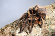 Kraushaar-Vogelspinne (Brachypelma albopilosum) - curlyhair tarantula