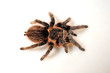 Kraushaar-Vogelspinne (Brachypelma albopilosum) - curlyhair tarantula