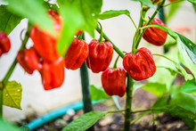 Red Hot Chilli Pepper Habanero Red Caribbean On A Plant.
