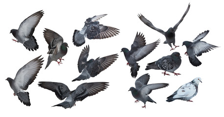 Canvas Print - twelve isolated on white dark grey pigeons