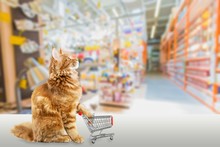 Cute Red Cat With Shopping Cart At Shop