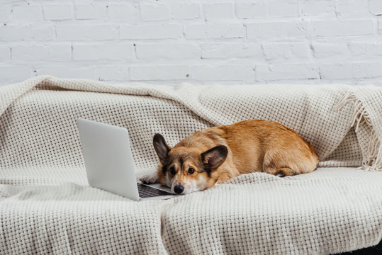 bored welsh corgi dog on sofa with laptop