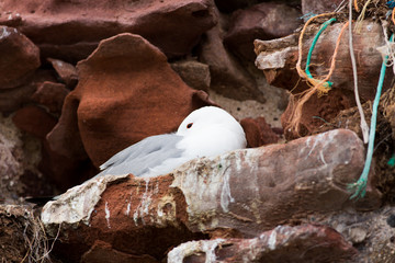 Wall Mural - black-legged Kittiwake (Rissa tridactyla)  resting on nest, Dunbar Harbour, United Kingdom