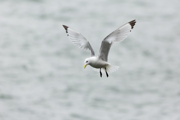 Wall Mural - Black-legged Kittiwake (Rissa tridactyla)  in flight near breeding colony, Harbour nesting site, Dunbar Harbour, United Kingdom