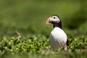 Wall Mural - Atlantic puffin (Fratercula arctica) at breeding burrow displaying or foraging, breeding season, Farne Islands, Northumberland, United Kingdom