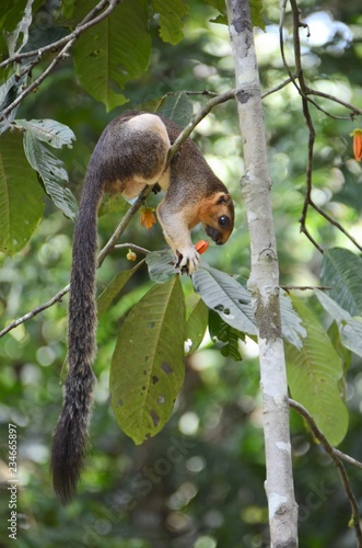 Riesenhörnchen kaufen