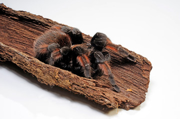 Sticker - Orangebeinvogelspinne (Brachypelma emilia) - Mexican redleg