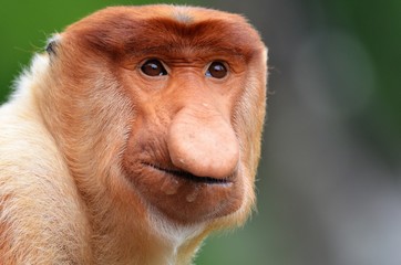 Protrait eines männlichen Nasenaffen, Borneo - Malaysia