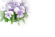 Pansy Flowers In Shades Of Lilac, Pink And Purple Against White, Nostalgic And Romantic Background Template With Copy Space