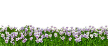 Border Of Pansy Plants With Flowers In Shades Of Violet, Lilac And Blue In Panorama Format, Isolated On White, Background Template
