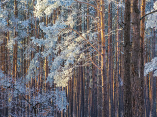 Sticker - Beautiful sunny winter pine forest with frost on a trees. Winter background