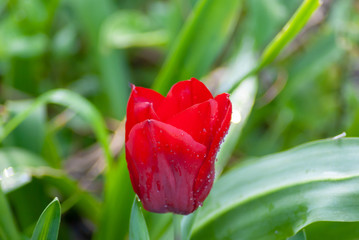 Tulipano rosso con gocce d'acqua