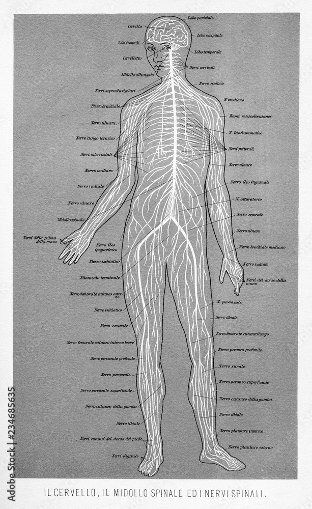 Vintage illustration of anatomy, human brain, spinal cord and spinal ...