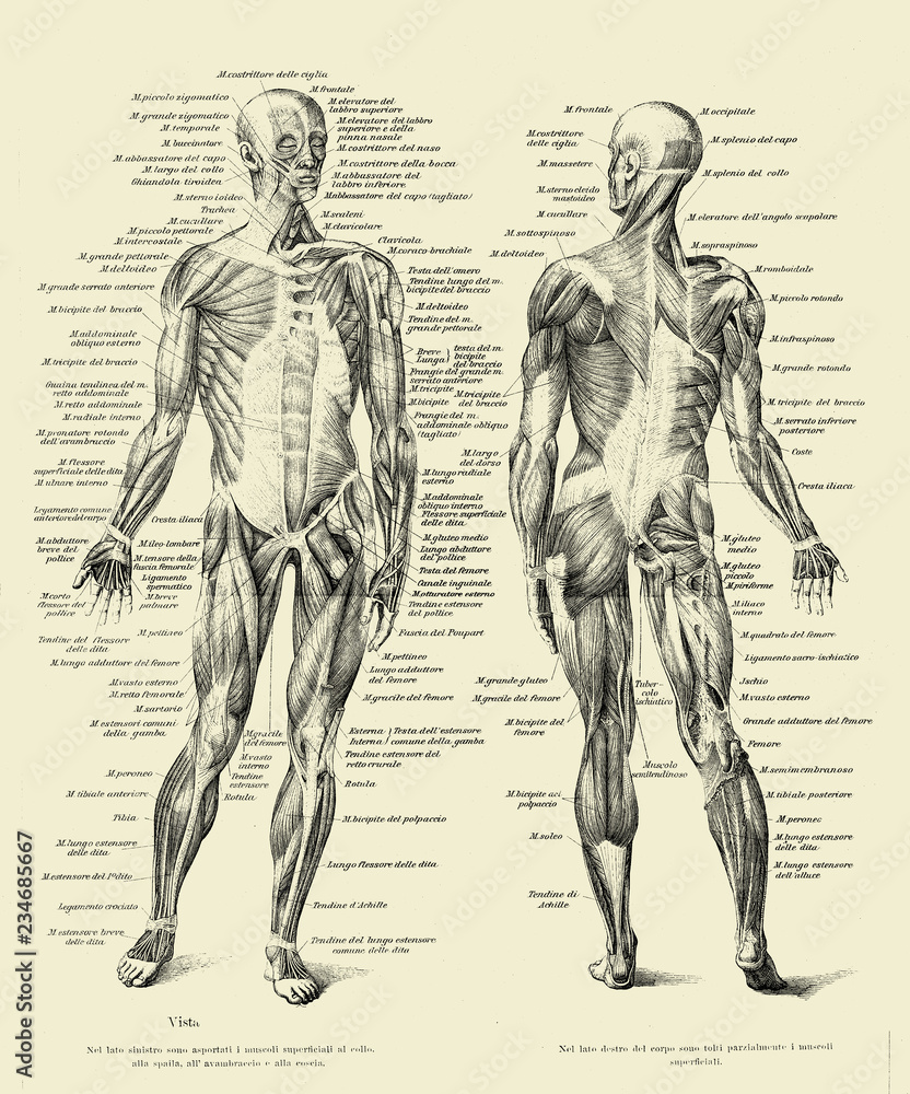 Vintage illustration of anatomy, human complete muscular structure front and back with Italian anatomical descriptions - obrazy, fototapety, plakaty 