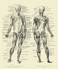 vintage illustration of anatomy, human complete muscular structure front and back with italian anato