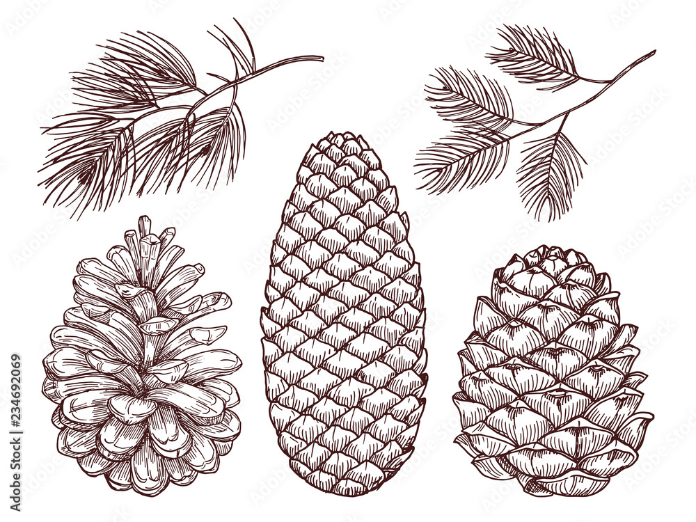 Hand drawn forest vector elements. Sketched pine branches and pinecones isolated on white background illustration - obrazy, fototapety, plakaty 