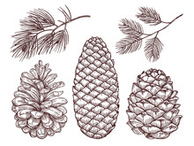 Hand Drawn Forest Vector Elements. Sketched Pine Branches And Pinecones Isolated On White Background Illustration