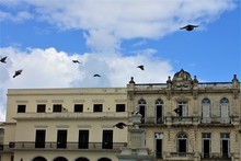 Birds Flying Past Old Buildings, Old Square, Havana, Cuba.