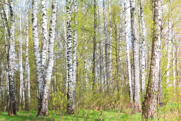  Young birch with black and white birch bark in spring in birch grove against the background of other birches
