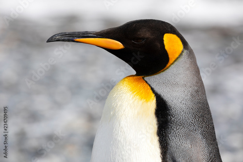 Fotografía Close-up of a King Penguin in Salisbury Plain on South Georgia in the Antarctic