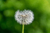 Fototapeta Dmuchawce - dandelion fluff in green meadow