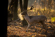 © szczepank - Fallow deer, Dama dama